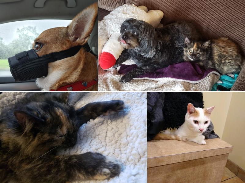 Companion Care Animal Hospital