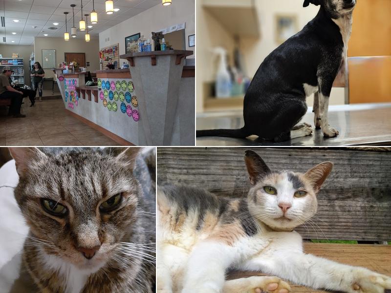 Animal Clinic of Madison