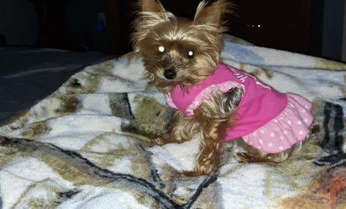 Oak Tree Animal Hospital 1608 S Main St, Crossett Arkansas 71635