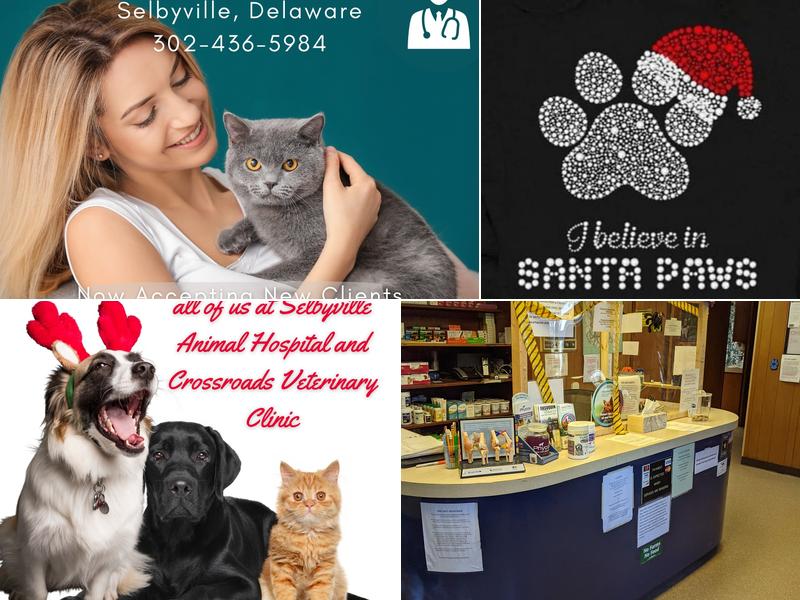 Crossroads Veterinary Clinic: Brandt Chris DVM