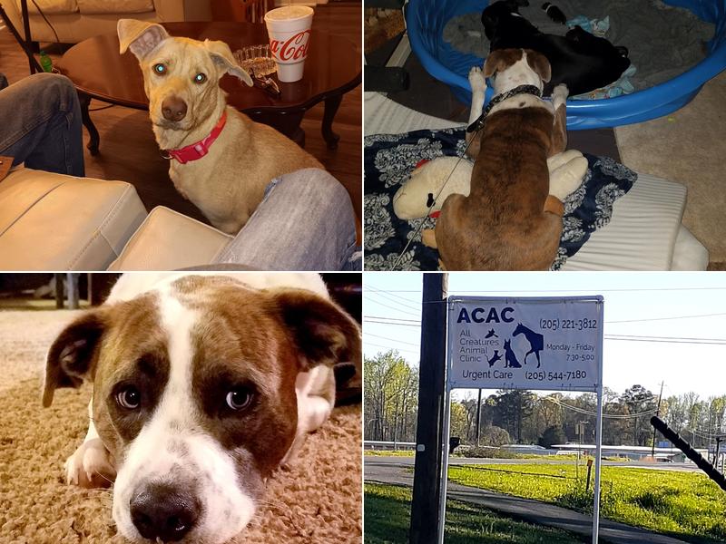 All Creatures Animal Clinic Jasper