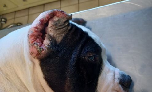 Indianola Veterinary Clinic 300 US-82, Indianola Mississippi 38751