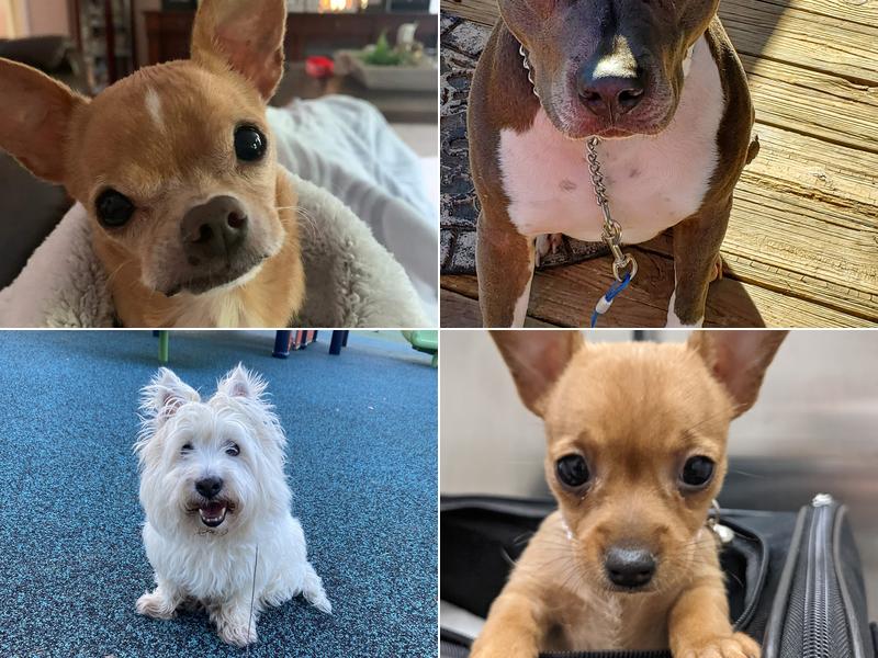 Branchville Animal Hospital