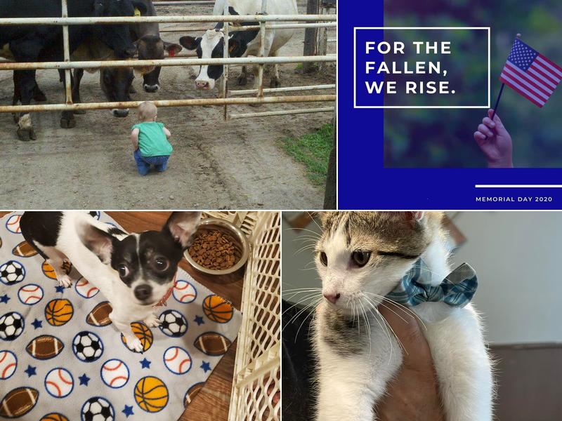 Town & Country Veterinary Clinic PC Tecumseh Branch