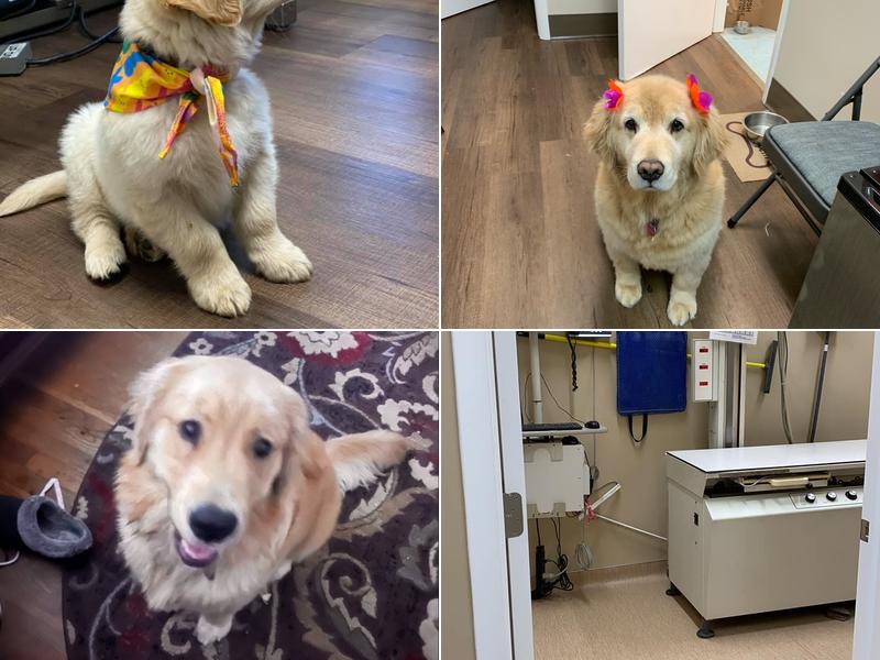 White Marsh Animal Hospital