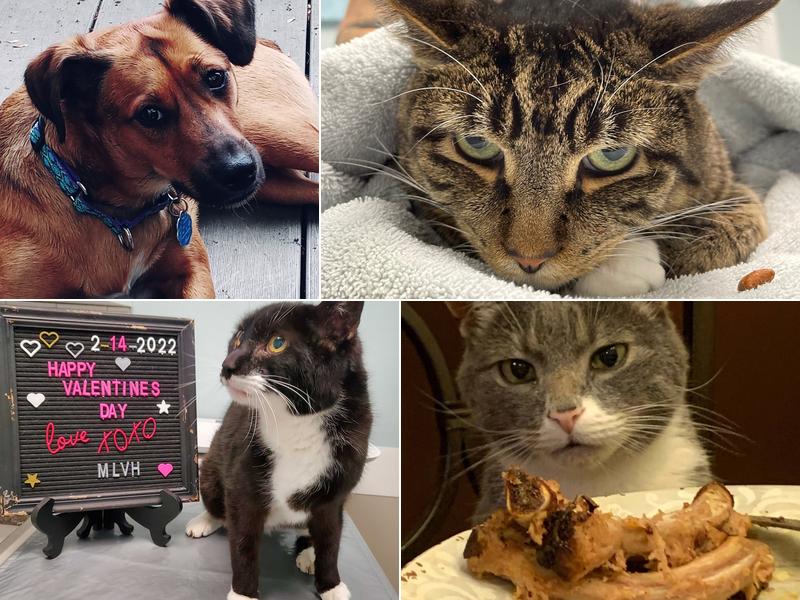 Mohegan Lake Veterinary Hospital