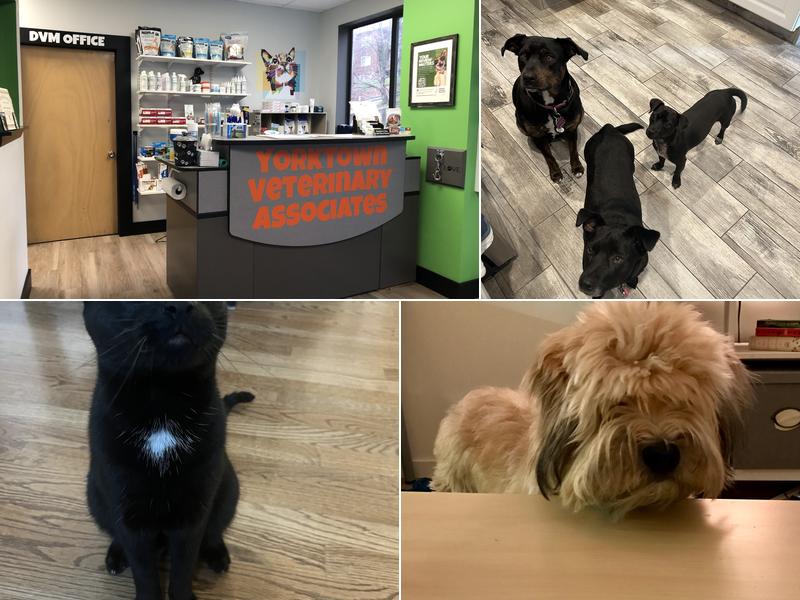 Yorktown Veterinary Associates