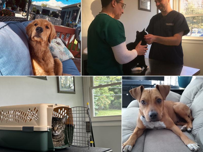 Family Veterinary Care