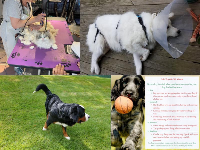 All Creatures Great and Small