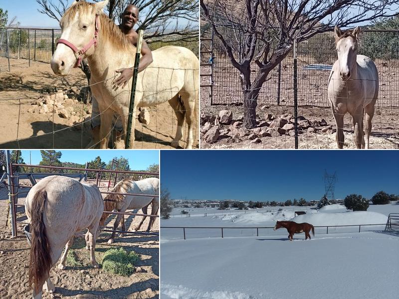 Los Caballos Veterinary Services