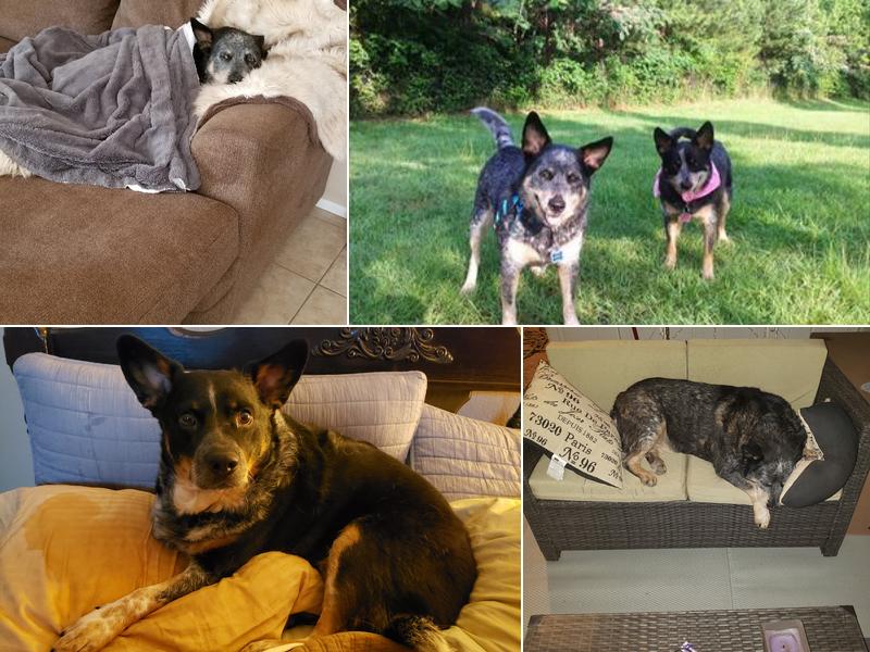 Apache Trail Veterinary Services