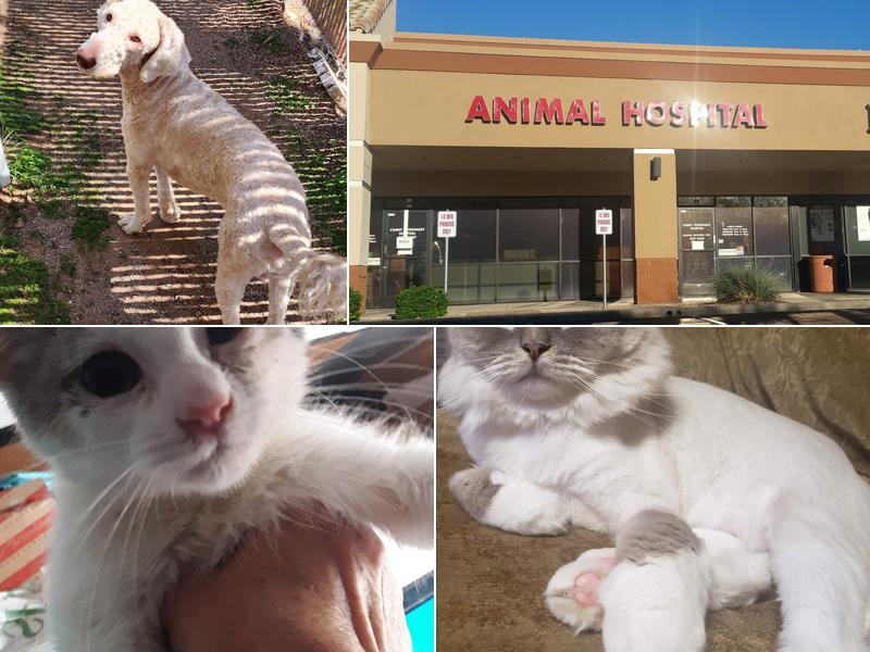 Comet Veterinary Hospital