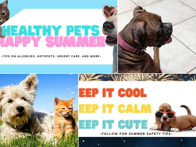 Twin Peaks Veterinary Center