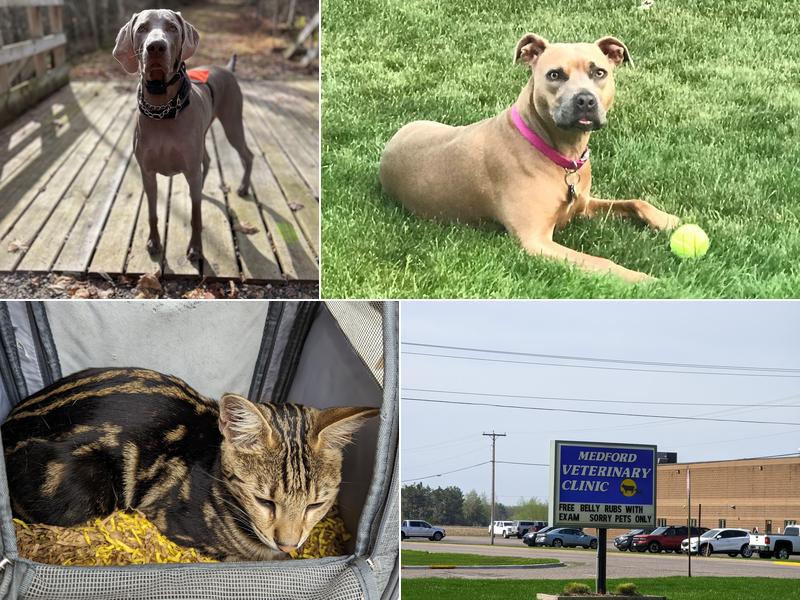 Medford Veterinary Clinic