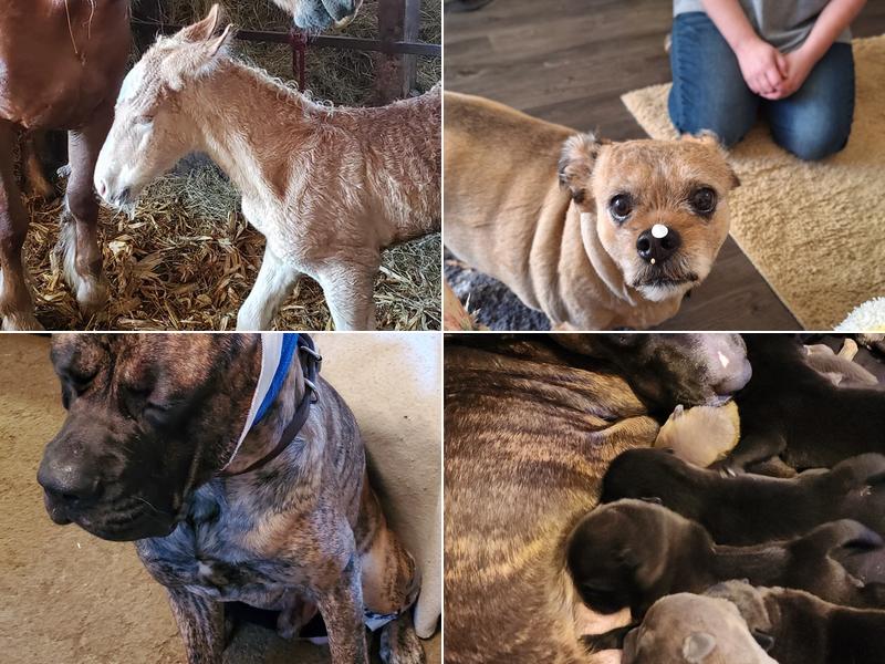 Loyal Veterinary Services