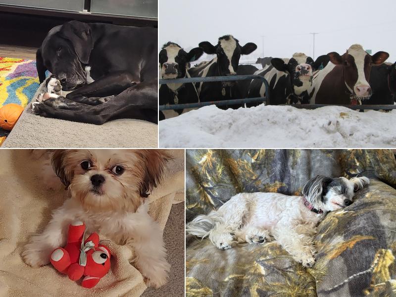 Marshfield Veterinary Service