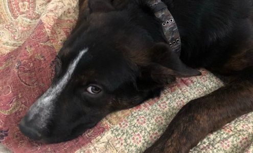 Wood Audie J DVM Coolidge