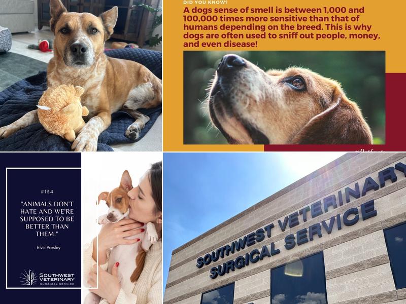 Southwest Veterinary Surgical Service, PC