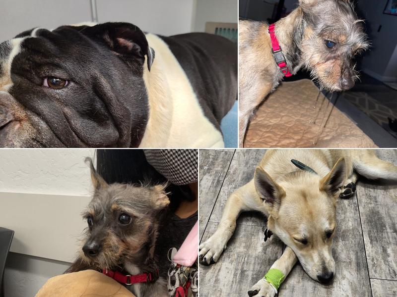 Phoenix Veterinary Referral & Emergency Center