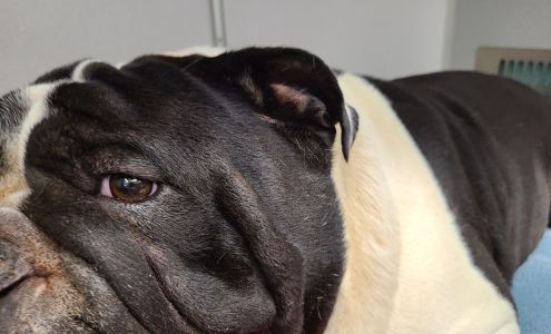 Phoenix Veterinary Referral & Emergency Center