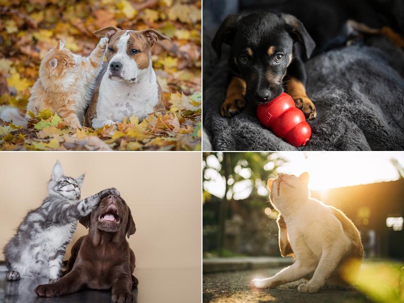 Mountain View Veterinary Hospital: Newtow Christian A DVM