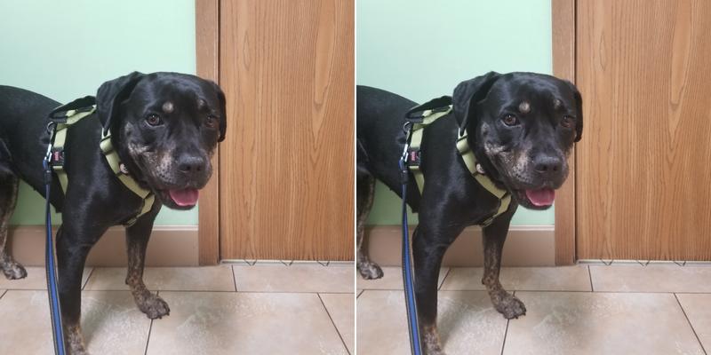 Somerset Veterinary Hospital: Jeff Payne, DVM