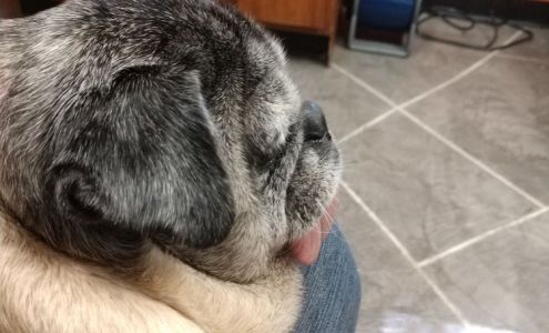 Peters Brian DVM Hot Springs