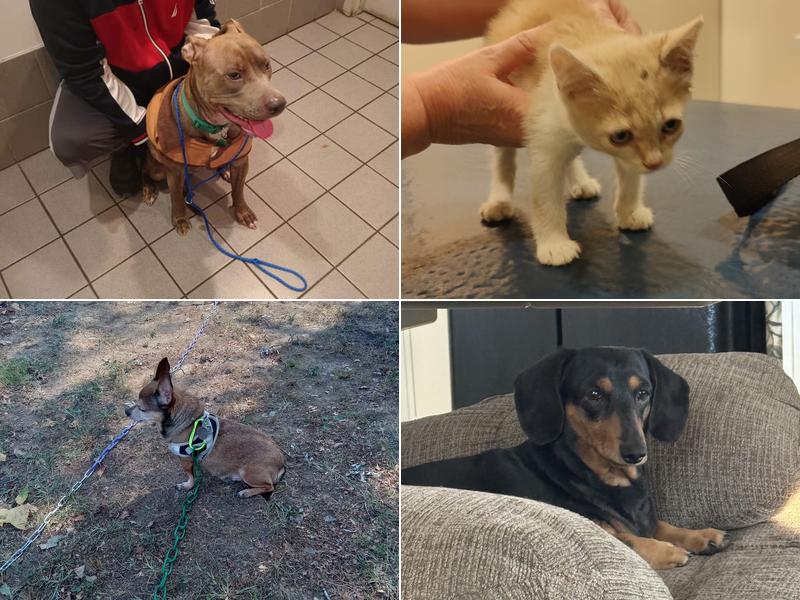 Wadley & Watson Veterinary