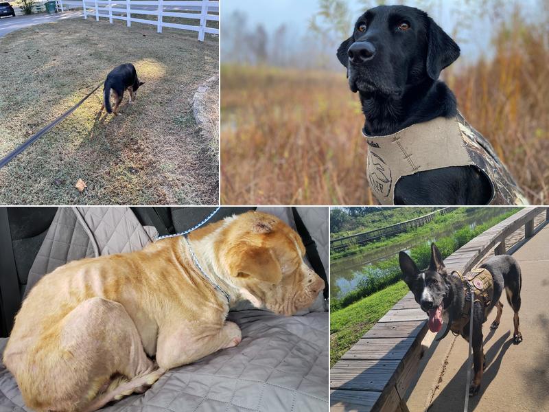 Doubletree Veterinary Clinic