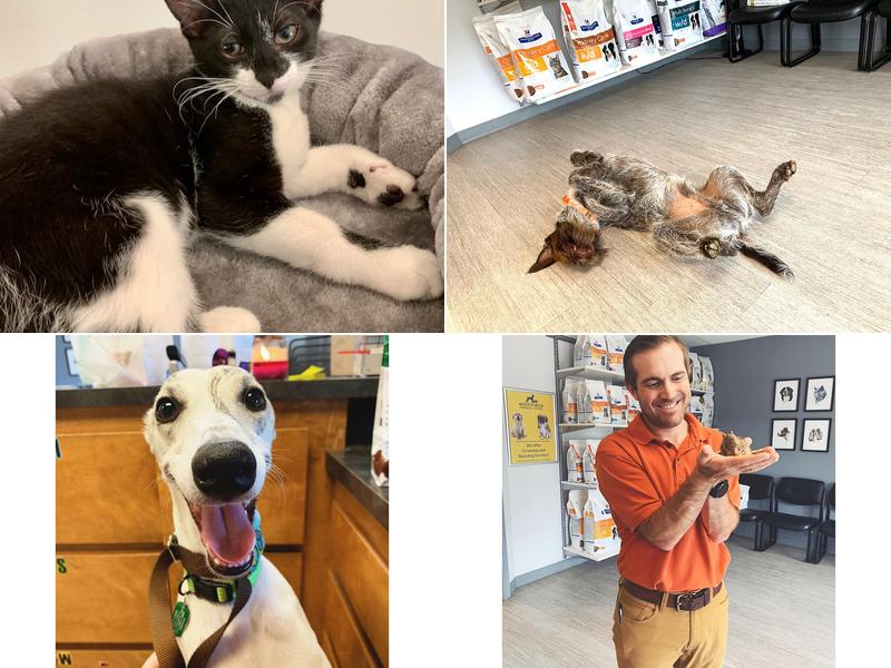 Craig Schluterman - Bowman Road Animal Clinic