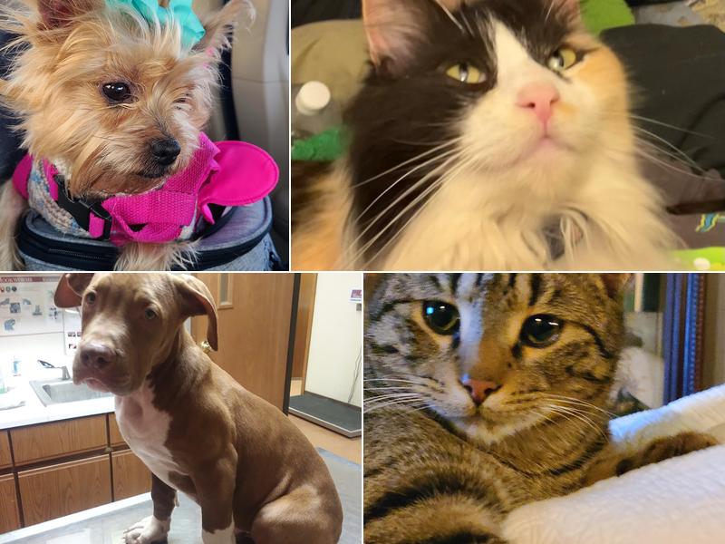 Gehring Veterinary Hospital