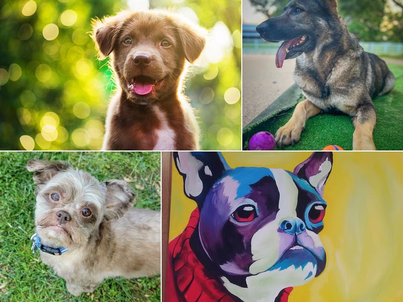 Siloam Springs Veterinary Clinic