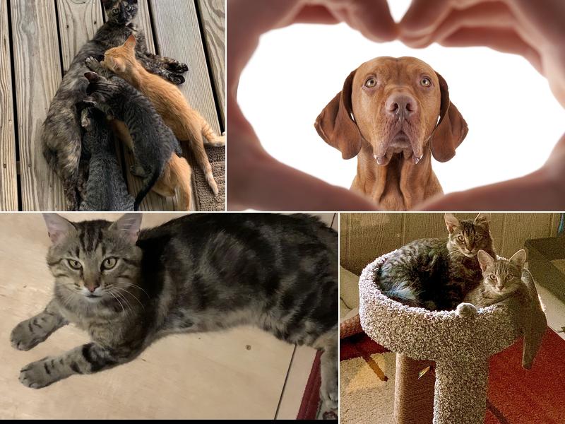 Pro-Vet of Siloam Springs