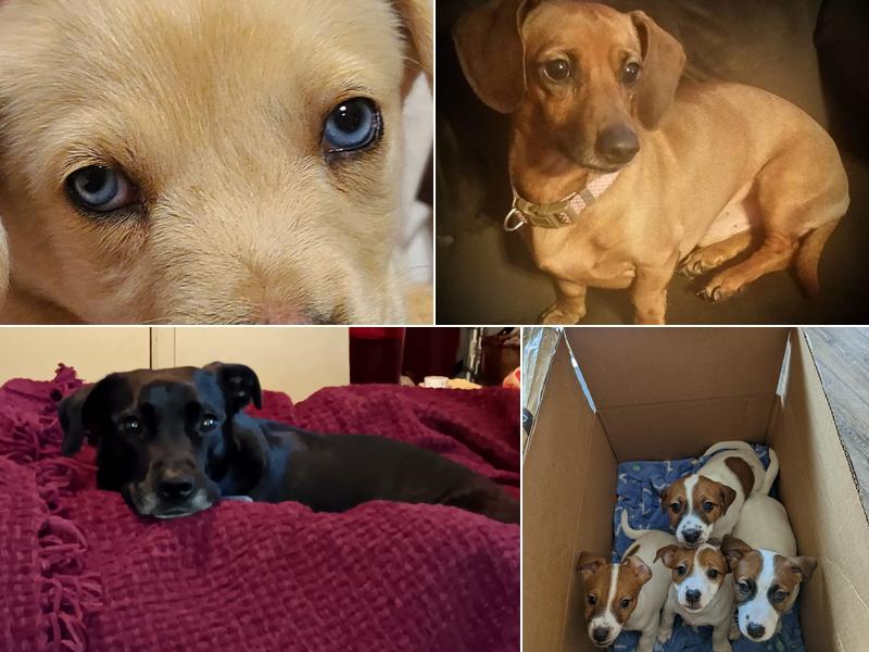 Rohlman Animal Hospital