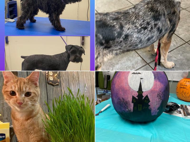 Rob Conner, DVM: All Creatures Veterinary Hospital