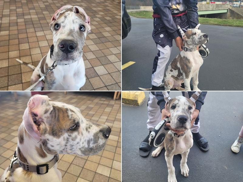 Little's Veterinary Hospital: Dubbs Patrick T DVM