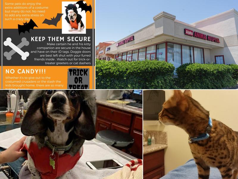 Alpha Animal Hospital