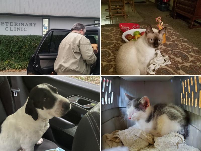 Associated Veterinary Clinic