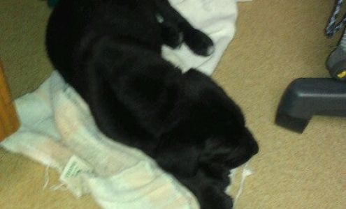 Poteau Valley Veterinary Hospital: White Perry DVM Poteau