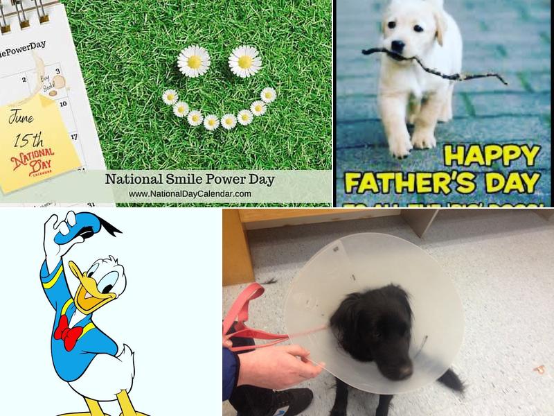 Animal Emergency Service