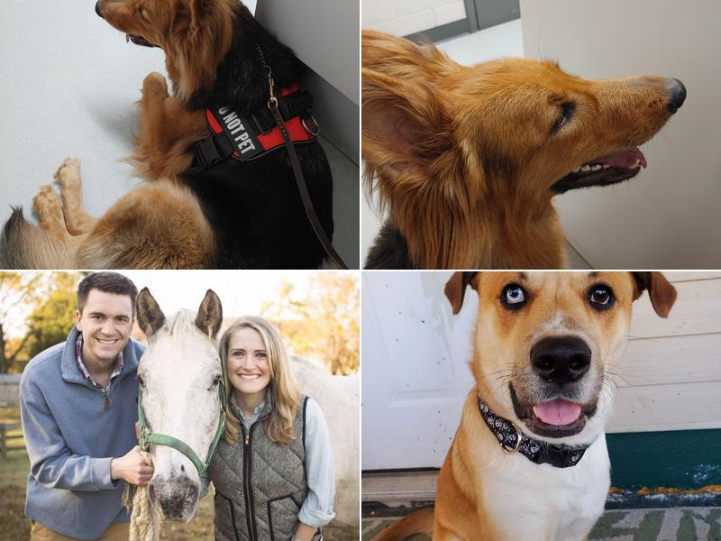 Tidewater Veterinary Hospital