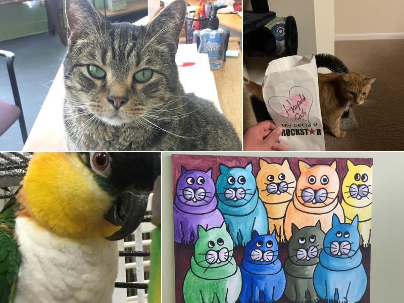 All Cats & Dogs Veterinary Clinic