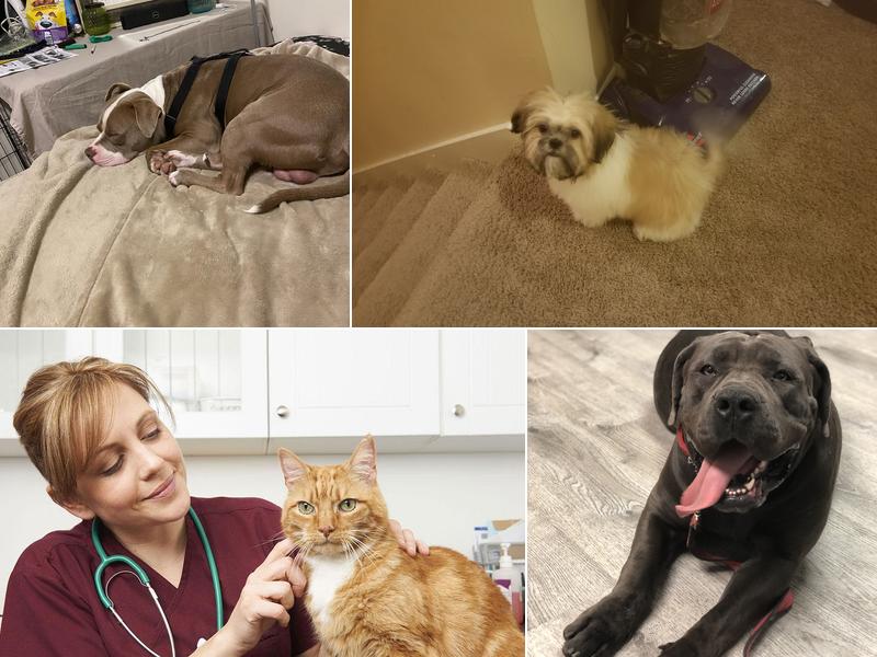 Forestville Veterinary And Bird Hospital