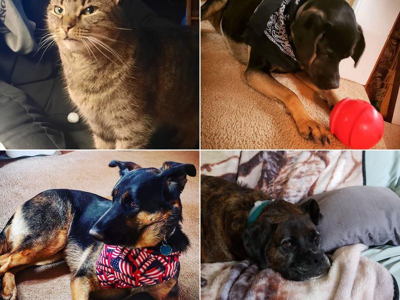 Calvert Well Pet Clinic