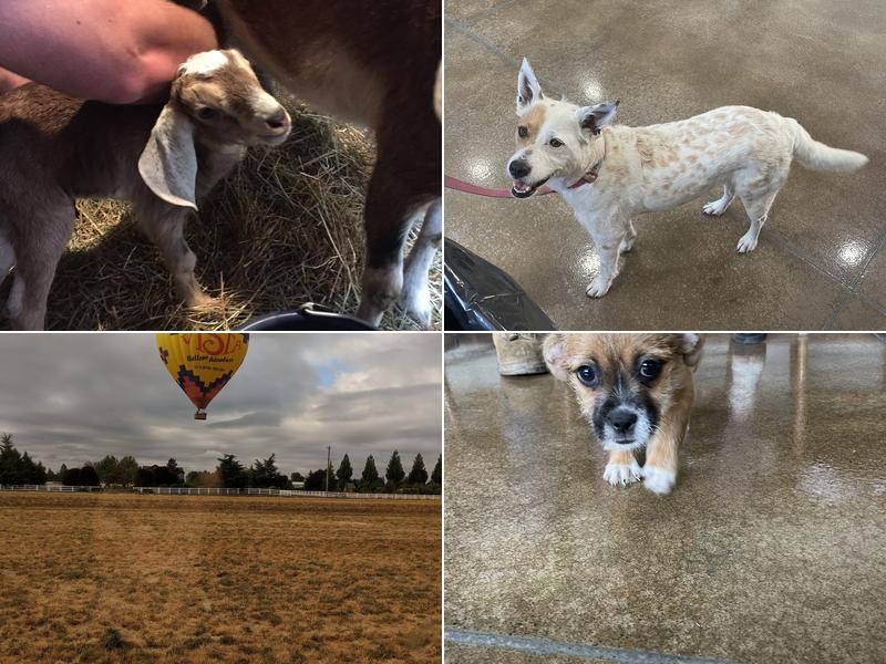 Veterinary Services of Oregon