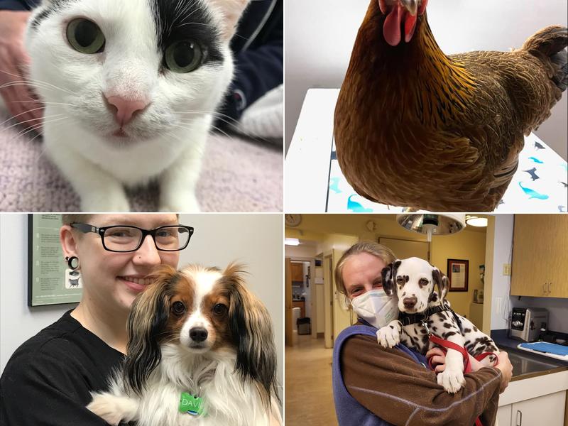 Grove Veterinary Clinic of Newport