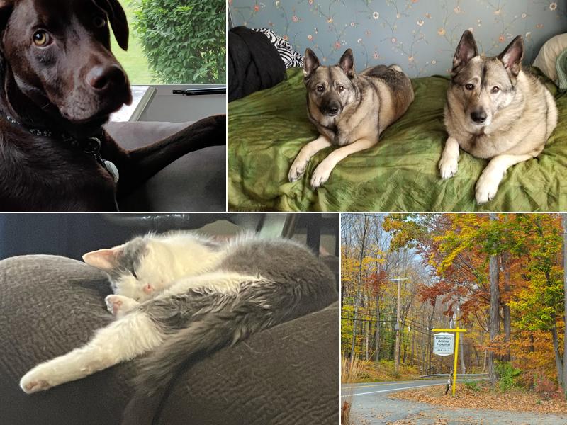 Blandford Animal Hospital