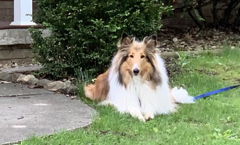 Your Hometown Animal Hospital