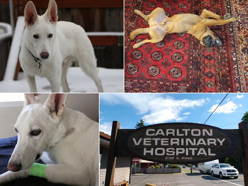 Carlton Veterinary Hospital