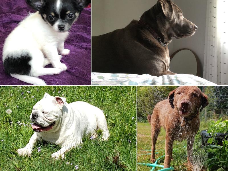 Spring House Animal Hospital